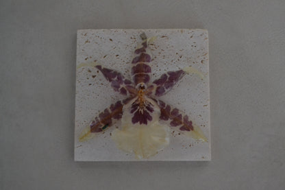 Pandantiv orhidee naturală - Vis african